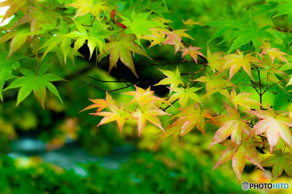 初秋の彩り-Ⅷ