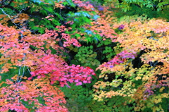 秋の彩り2014-17