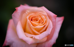 魅惑の薔薇-Ⅻ