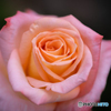 魅惑の薔薇-Ⅻ