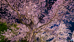 昨年の一本桜（再編集）