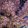 昨年の一本桜（再編集）