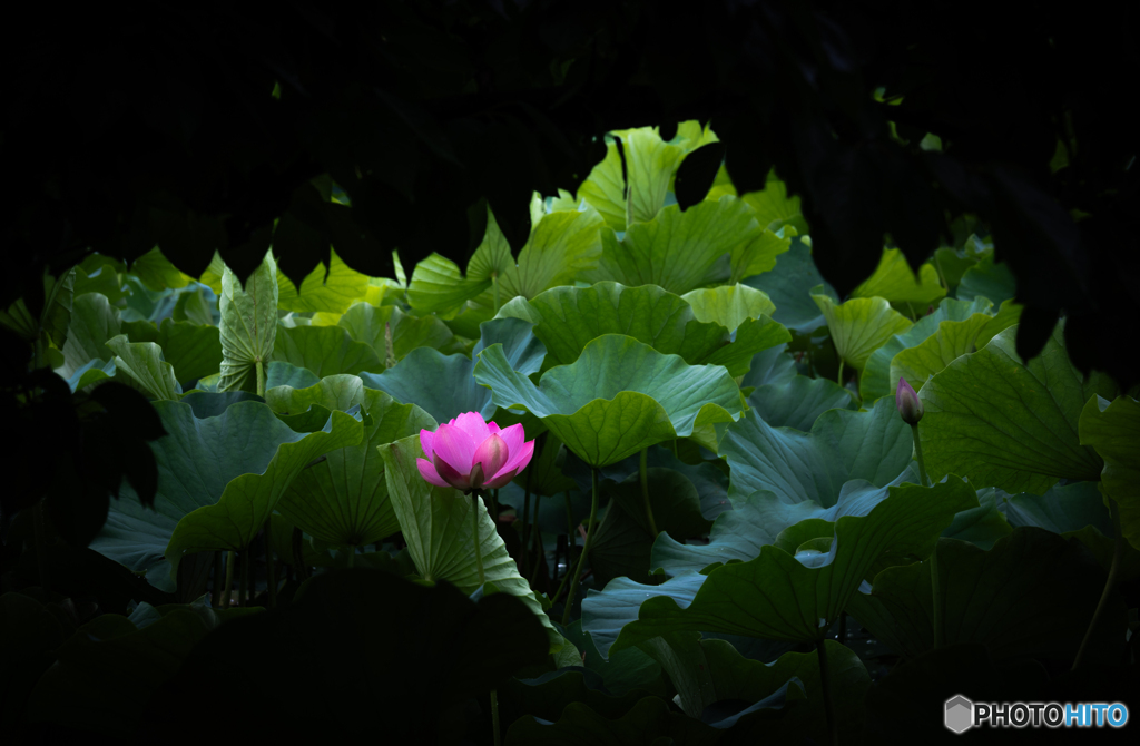 木陰から