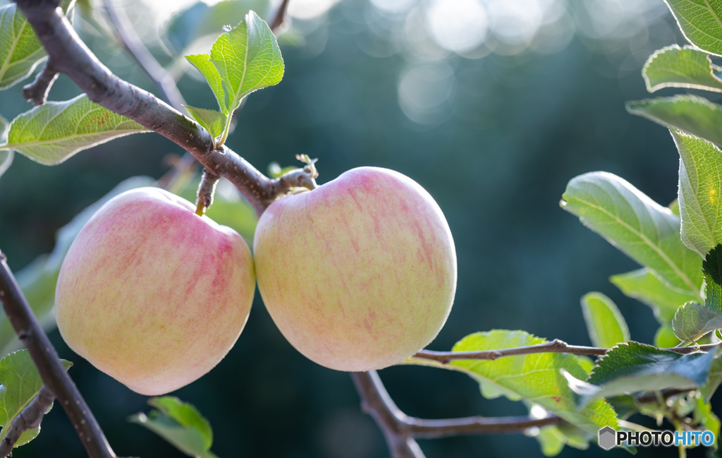 twin apples