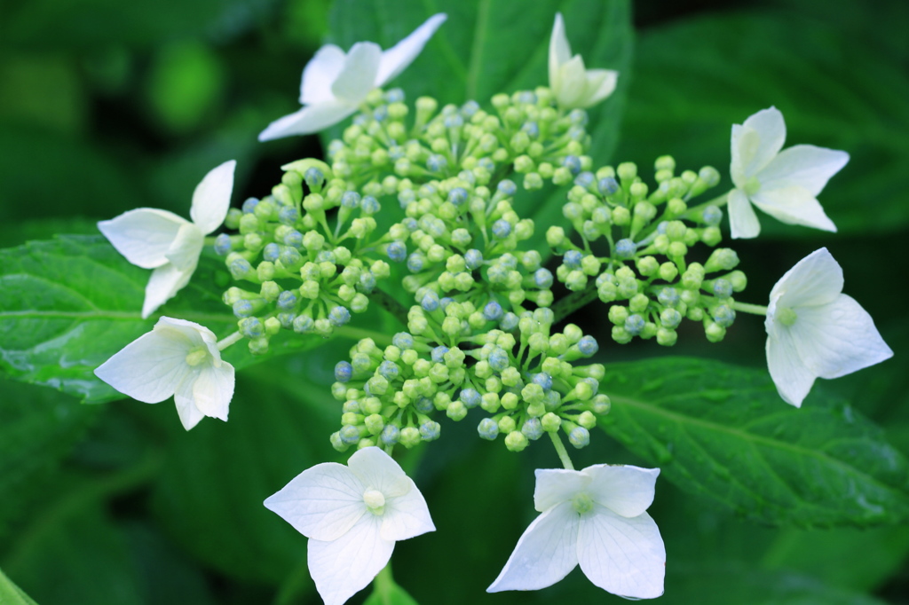 雨の紫陽花