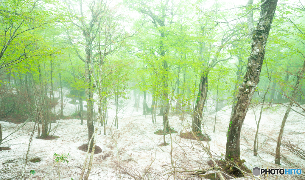 残雪と新緑のブナの森