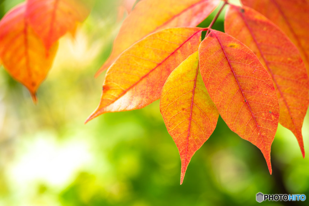 初秋の八甲田にて