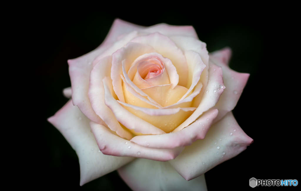 魅惑の薔薇-Ⅸ