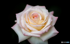 魅惑の薔薇-Ⅸ