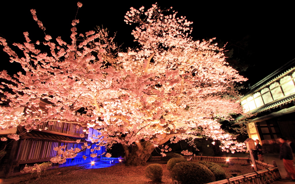 弘前公園にてーⅣ