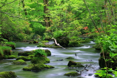 奥入瀬渓流〜三乱の流れ〜