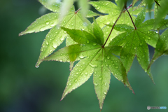 小雨の朝に-Ⅲ