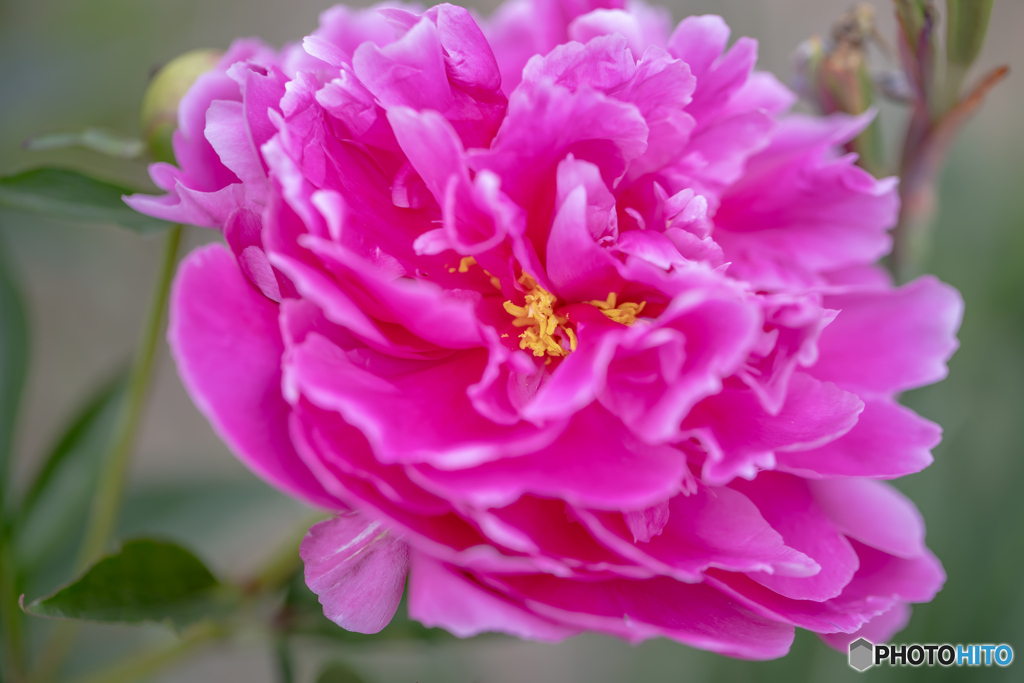 芍薬もありました。