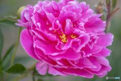 芍薬もありました。
