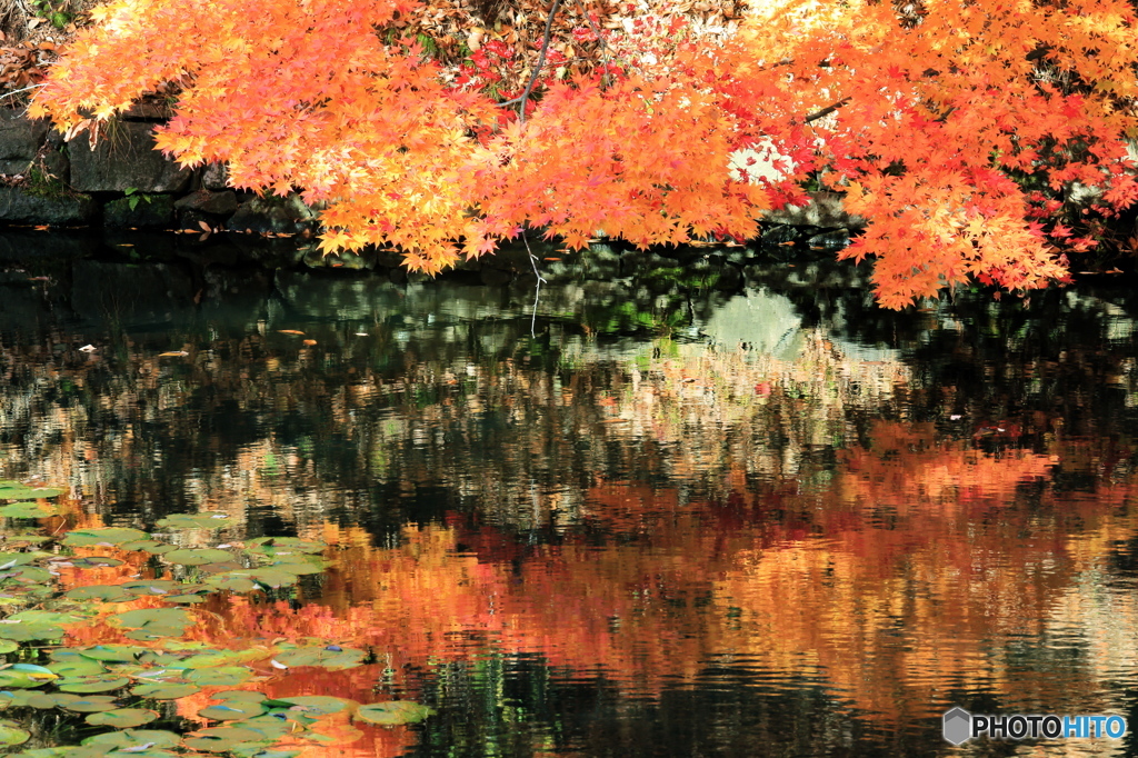 弘前公園にて−Ⅲ