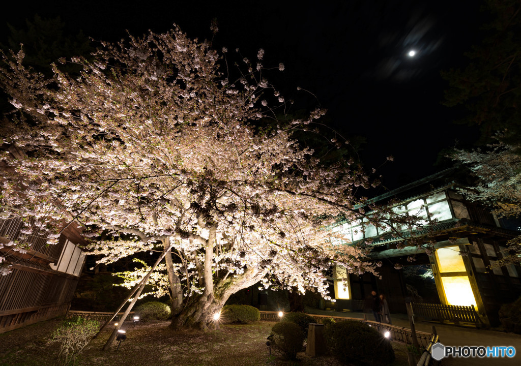 月夜に最古のソメイヨシノ