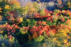 秋の彩り2014-1