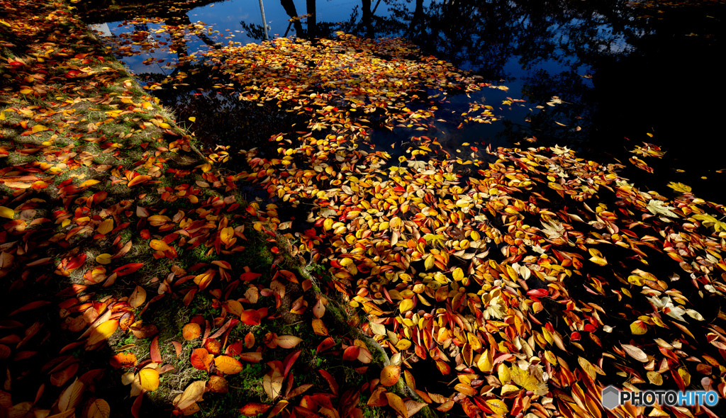 落ちた桜紅葉