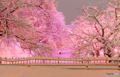 弘前公園 雪の夜桜-Ⅱ