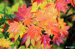 秋雨の彩り