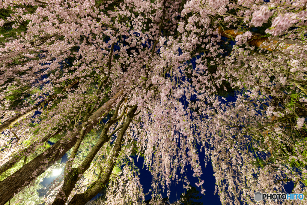 空一杯に枝垂れ桜（番外編）