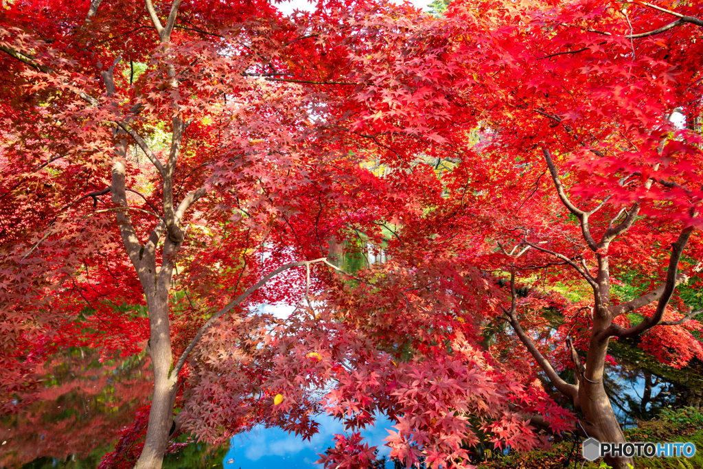 弘前公園の秋-Ⅱ