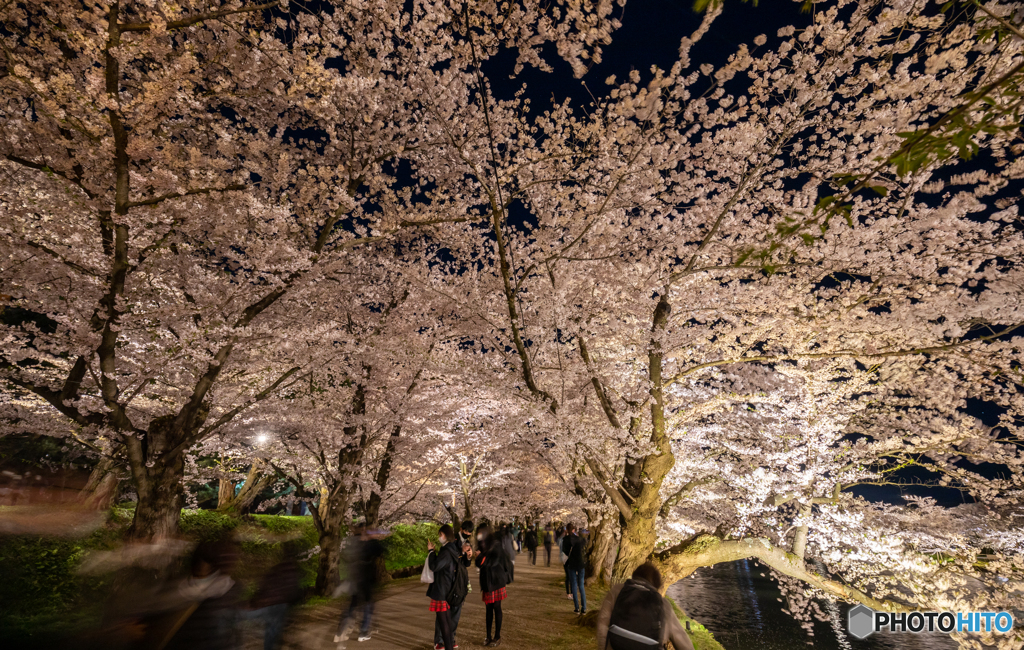弘前公園西濠にて-Ⅱ