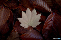 white leaf