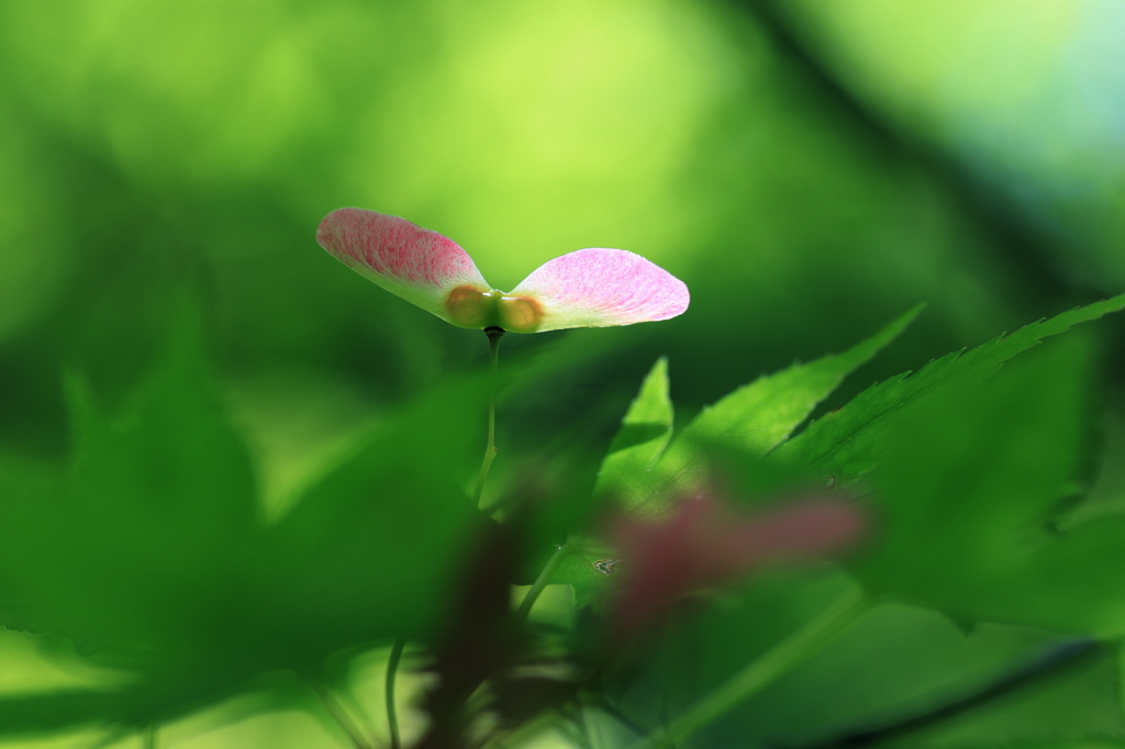 もみじの花？