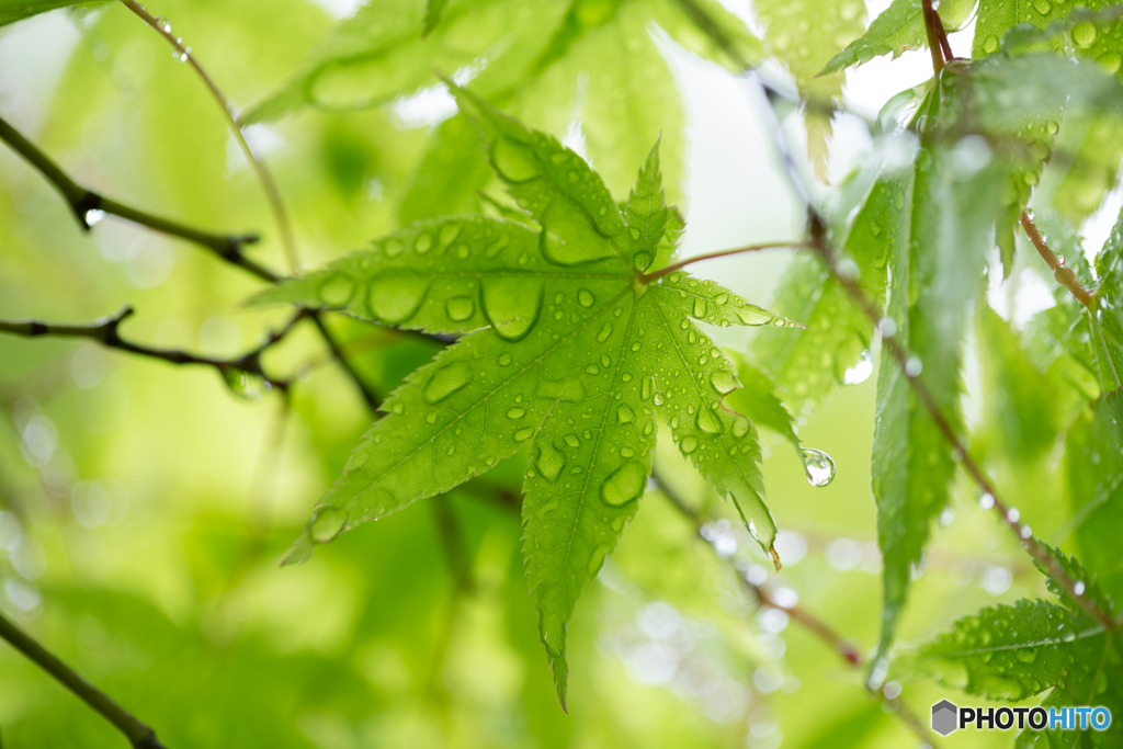 小雨の朝に-Ⅱ