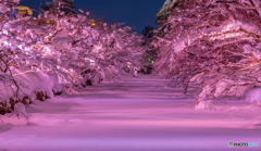 冬の弘前公園外濠-Ⅱ