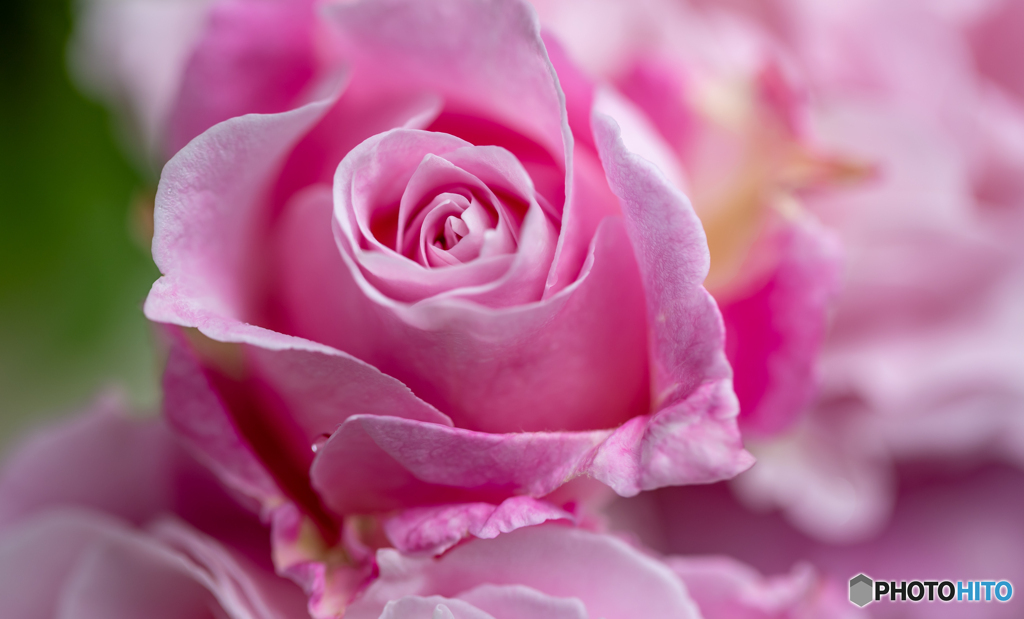 魅惑の薔薇-Ⅸ