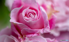 魅惑の薔薇-Ⅸ