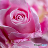 魅惑の薔薇-Ⅸ