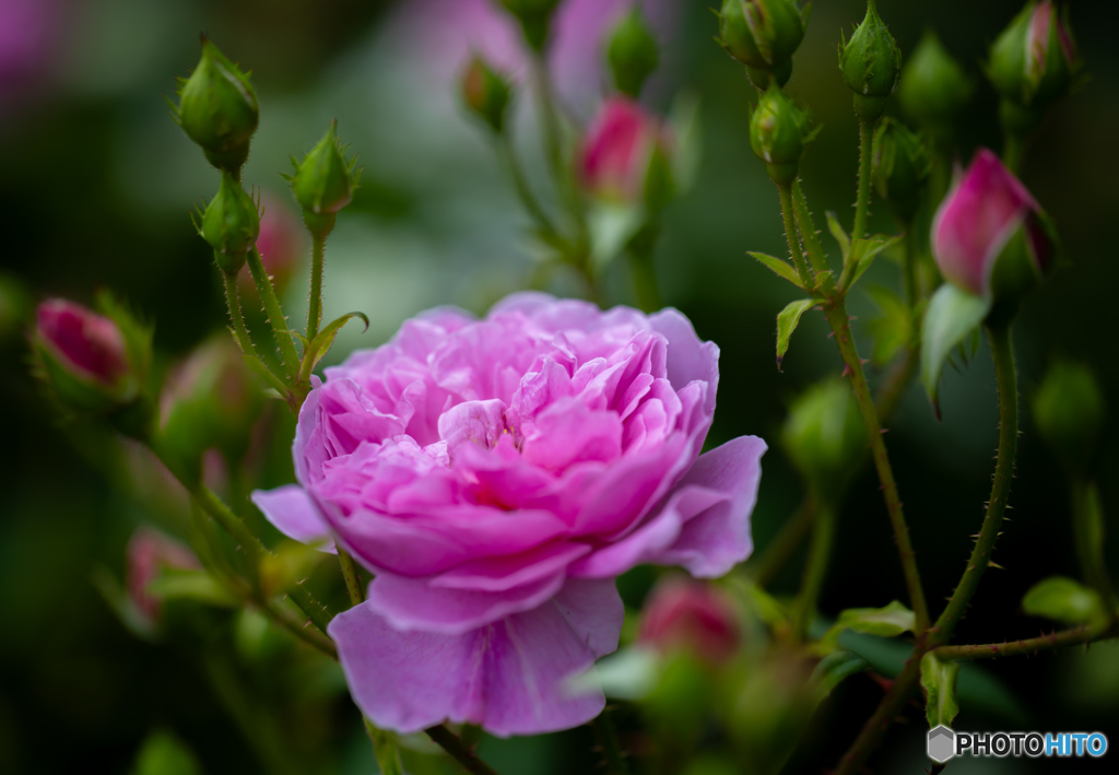 魅惑の薔薇-Ⅷ