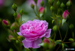魅惑の薔薇-Ⅷ