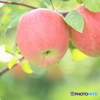 林檎の季節〜プロローグ〜