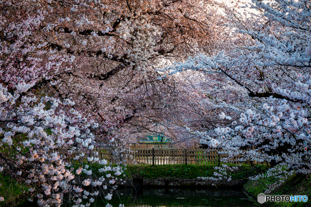 静寂の弘前公園-16