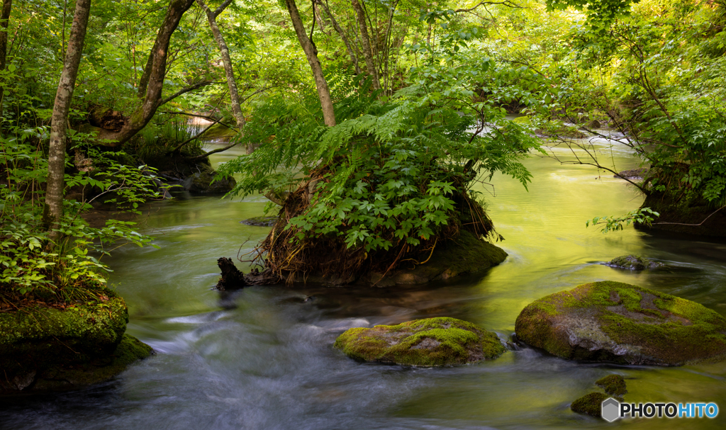 新緑の奥入瀬渓流-Ⅴ