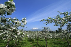 林檎の花と岩木山