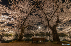 弘前公園の夜-17