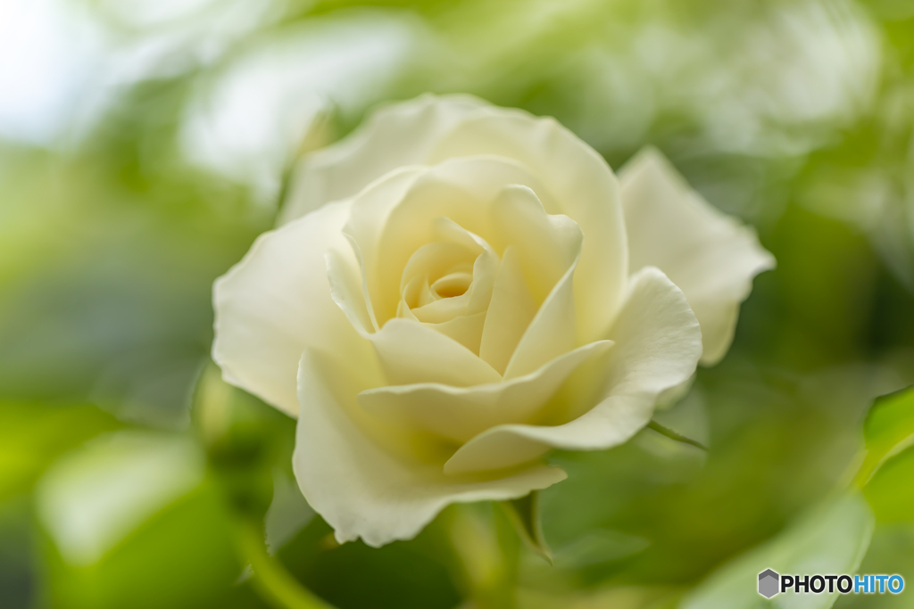 魅惑の薔薇-Ⅲ