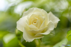 魅惑の薔薇-Ⅲ