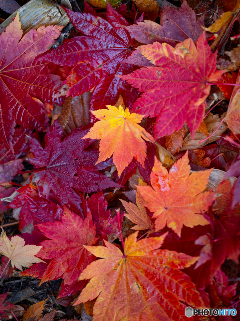 酸ヶ湯の秋模様-Ⅱ