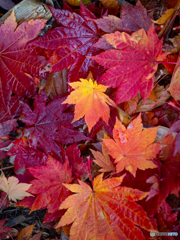 酸ヶ湯の秋模様-Ⅱ