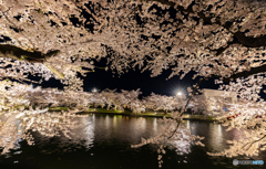 弘前公園西濠にて-Ⅳ