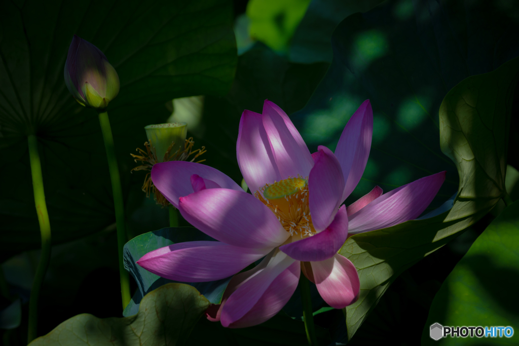 朝陽射す-Ⅲ