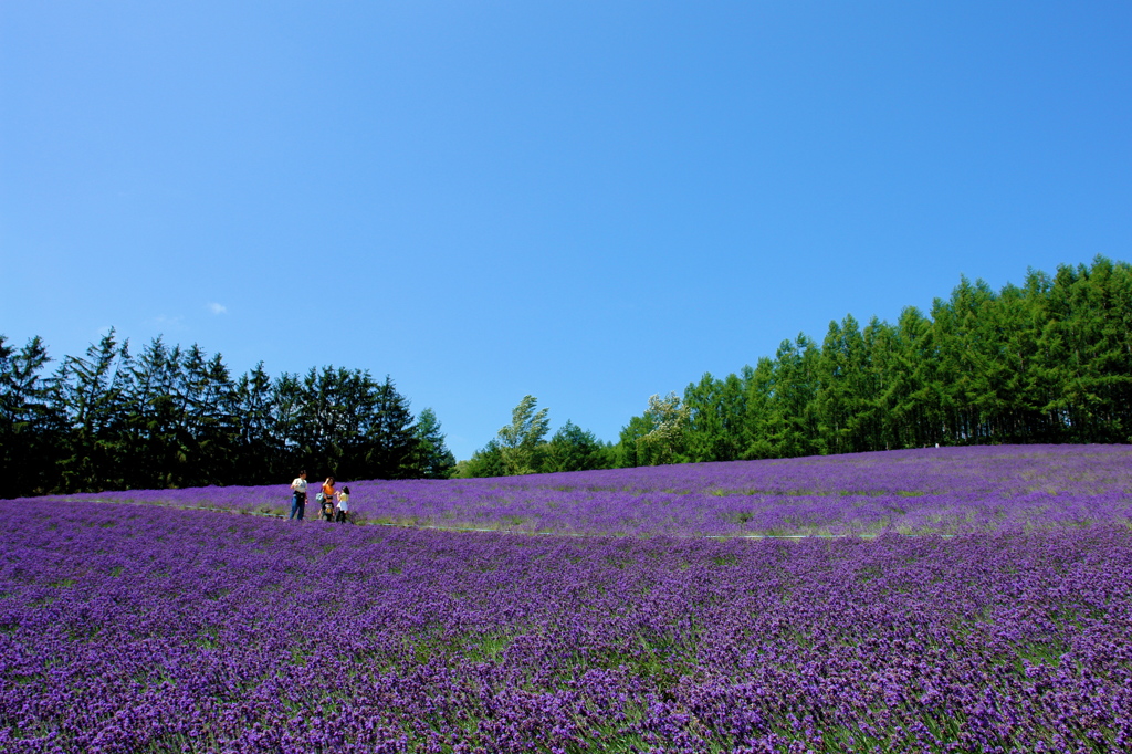 ラベンダーの丘