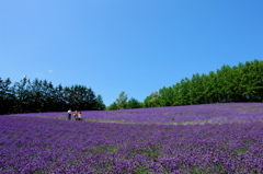 ラベンダーの丘