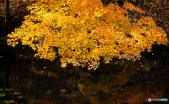 弘前公園の秋‐Ⅵ